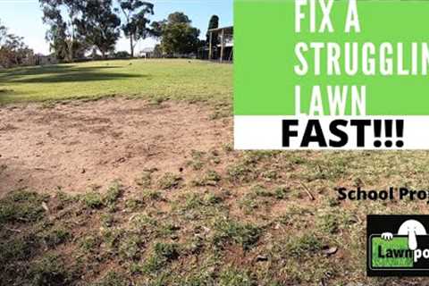 How to Fix a Struggling Lawn. FAST!!!