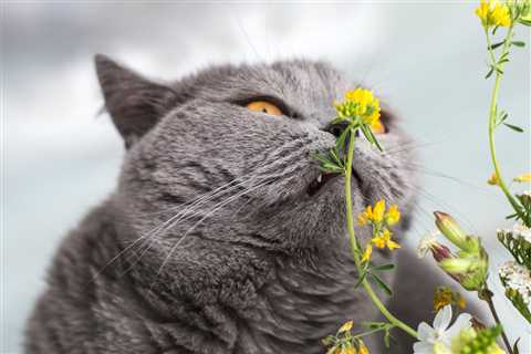 Can cats have allergies?