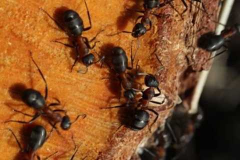 How To Get Rid Of Ants In Apartment - Apartment Checklist