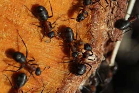 Ant Invasion: How To Get Rid Of Ants In Apartment and Keep Them Out
