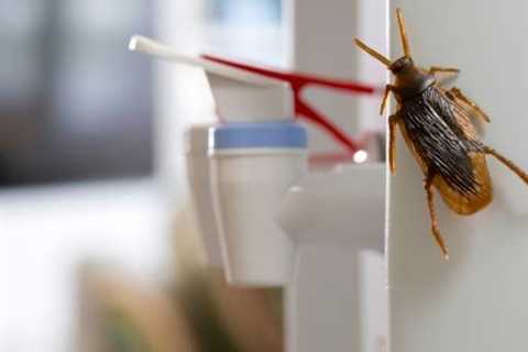 How To Get Rid Of Roaches In Apartment