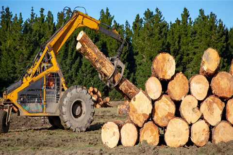 Logging: The Process of Cutting Down Trees