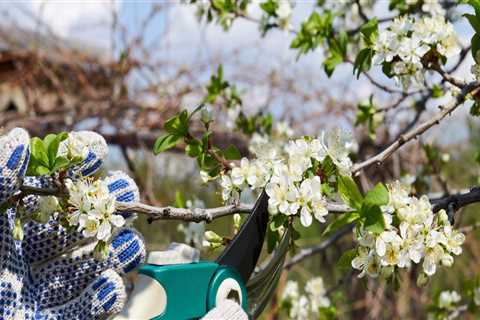 The Importance Of Tree Pruning In Fort Wayne, IN