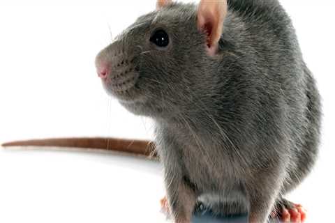 What is the most effective rodent control?