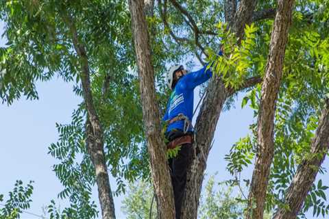 How do you know if a tree needs to be trimmed?