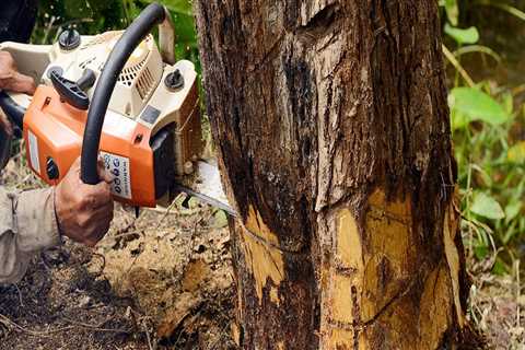 The Advantages of Hiring A Pro: Danger of DIY Tree Removal