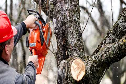 How do i get rid of a tree in austin?