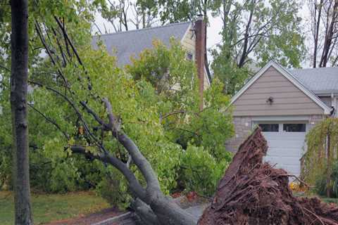 Who is liable when a tree falls on a neighbor's property texas?