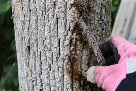 Does poison ivy killer kill trees?