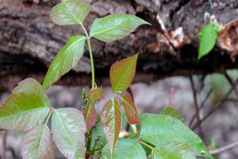 Does poison ivy kill other plants?