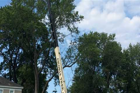 Crane Tree Removal Techniques For Large Tree Cutting Jobs