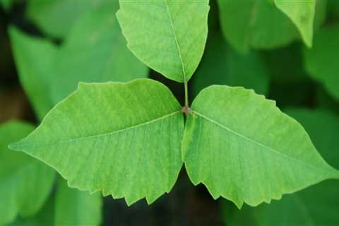 Is poison ivy a plant defense?