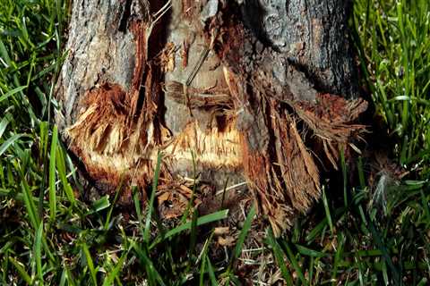 What to do if you hit a tree with a lawn mower?