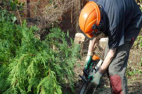 Falmouth Arborist Care: The Importance Of Periodic Tree Inspections