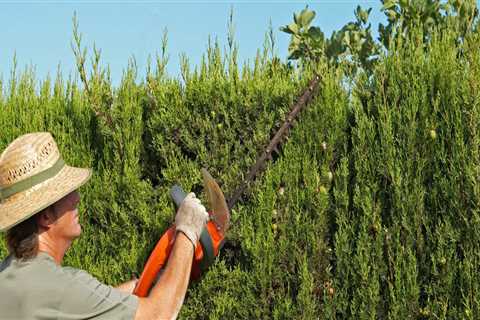 Keep Your Georgia Lawn Looking Great All Year Long With Expert Tips From An Arborist