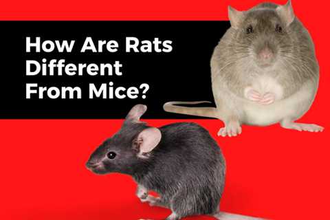 Kitchener Pest Removal: How Are Rats Different From Mice?