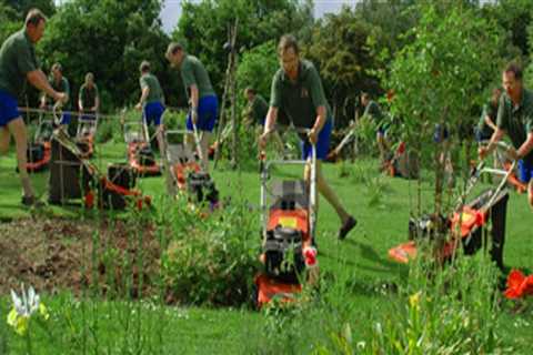 A Step-by-Step Guide to a DIY Lawn Care