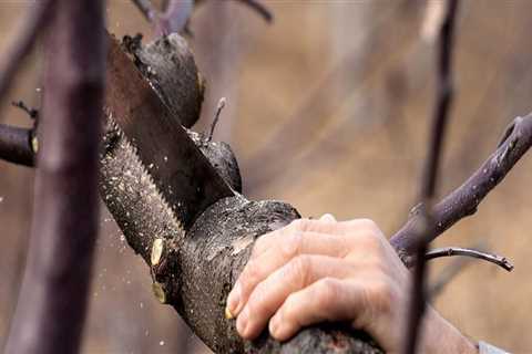 What's the difference between tree trimming and tree pruning?