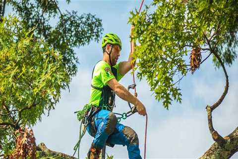 Where do arborists make the most money?