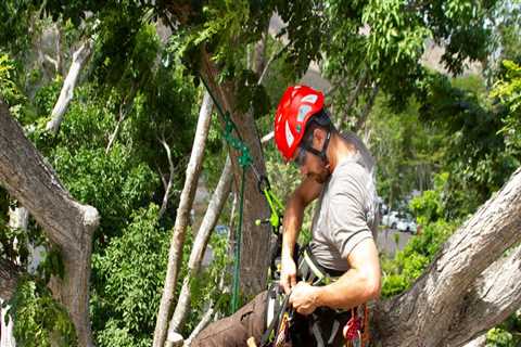 What does arborist do to trees?