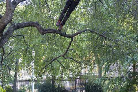 When to call an arborist?