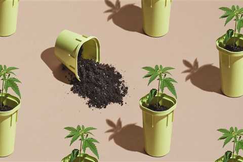 What are the 7 stages of plant growth?
