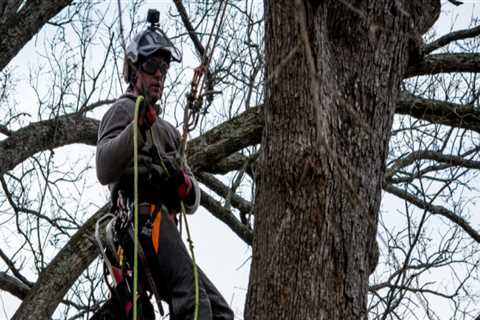 Insurance for Texas Arborists: What Type of Coverage Do Tree Care Professionals Need?