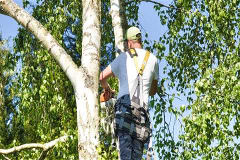 Safety Measures Texas Arborists Must Take When Working on Trees