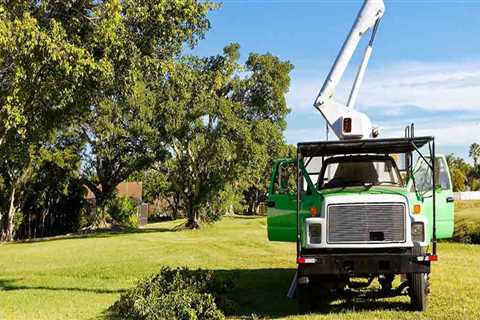 The Benefits of Hiring a Certified Texas Arborist for Tree Services