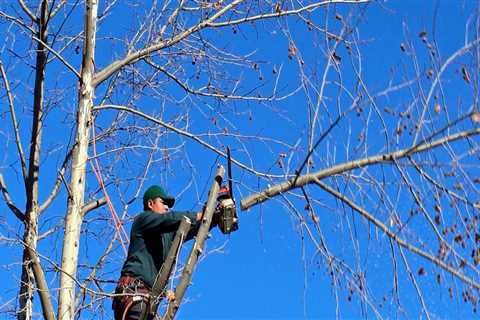 What Regulations Do Texas Arborists Need to Follow When Working on Trees?