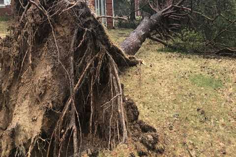 The Best Tree Stump Removal Options in Winchester Virginia