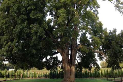 How to Trim a Small Tree Without Killing It