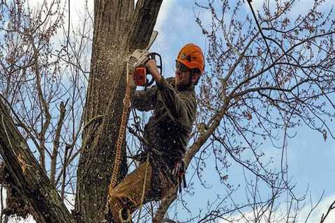 Tree Trimming Services in Winchester, Virginia - Get Professional Results