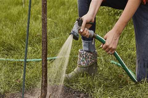 How to Water Newly Planted Trees for Optimal Landscaping Results
