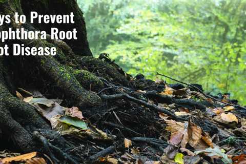 6 Ways to Prevent Phytophthora Root Rot Disease