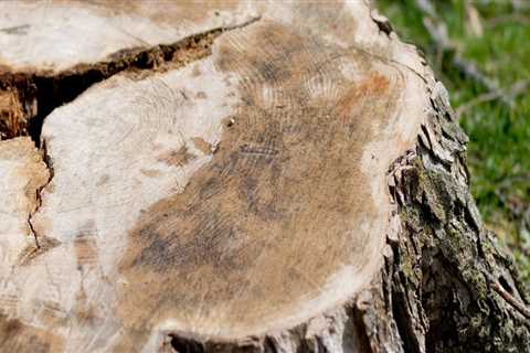 Why Do They Yell 'Wood' When Cutting Down a Tree?