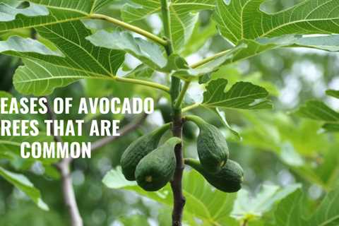 6 Diseases of Avocado Trees that are Common