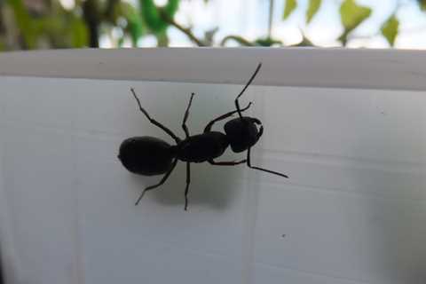 Why You Should Have Carpenter Ants Removed From Your Kitchener Home