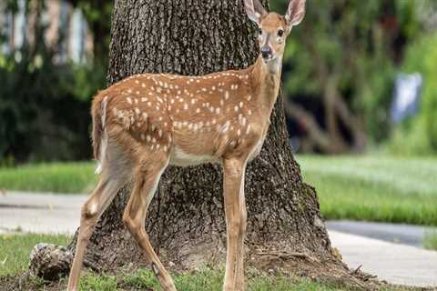 Promoting Wildlife in Your City: How to Protect and Prevent Issues