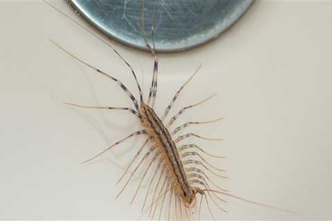 Safely Removing Common Indoor Pests from Your Home