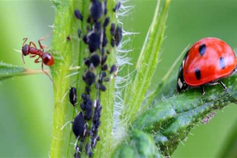 Eco-Friendly Pest Control: How to Protect Your Home Without Harming the Environment
