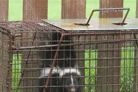 What Type of Habitat is an Animal Living in on My Property? A Guide to Wildlife Removal Services