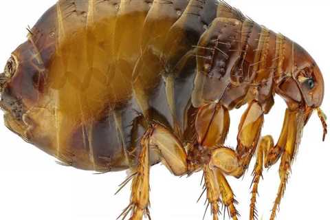 Everything You Need to Know About External Parasites