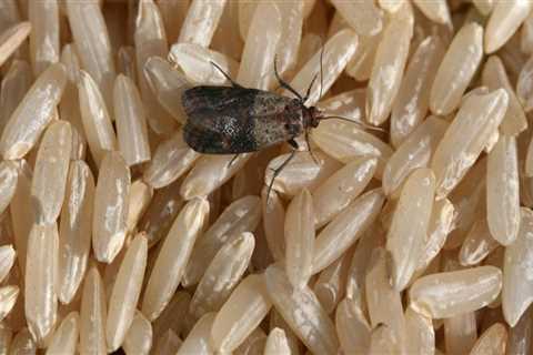 Natural Predators: The Key to Controlling Common Indoor Pests