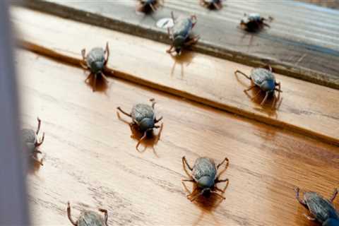 Preventative Measures to Avoid Indoor Pest Infestations