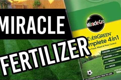 Evergreen Complete 4 in 1 Application - Summer Lawn Care
