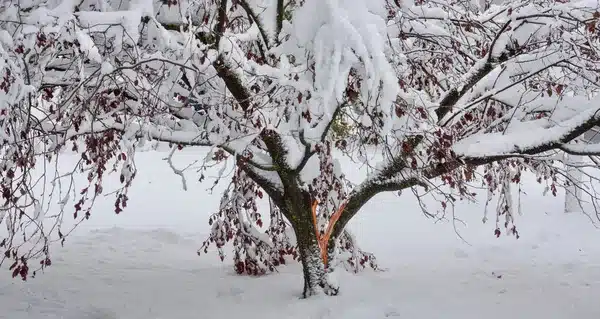 Winter Garden Care: Tips and Techniques for Protecting Your Landscape