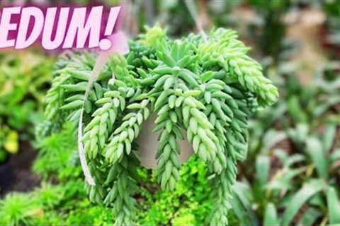 Sedum Morganianum Care Tips || DONKEY TAIL CARE TIPS! ||