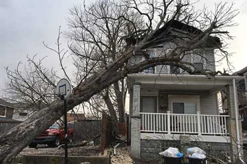 Tree Services Hondo - Tree Trimming San Antonio