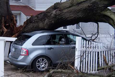 Emergency Tree Surgeon Manchester